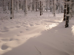 winter2011_1: no description