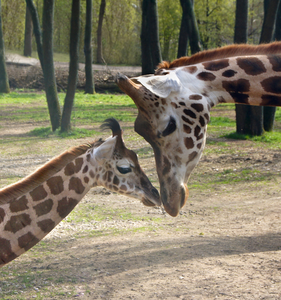 giraffe mother and child: giraffe mother and child in love in austrian zoo