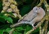 Mourning Dove: Mourning Dove in Horse Chestnut tree