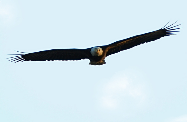 Eagle: Eagle in flight