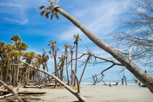 South Carolina Tropical Beach: Yes this is the South Carolina that most residents of the state have no idea exists. Just sixteen miles outside Charleston. Not a soul, I saw no one all day. Shot on a hot August day in the mid afternoon on Bull Island