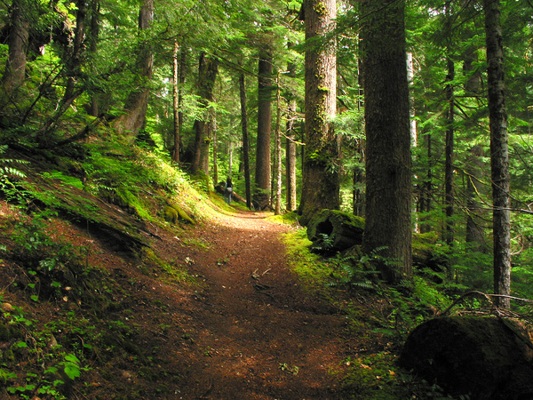 Forest Path I: Deep in the Pacific Northwest.