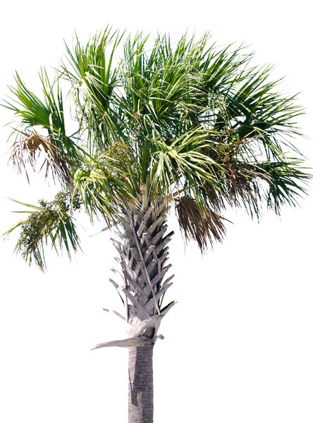 Palm Tree: 