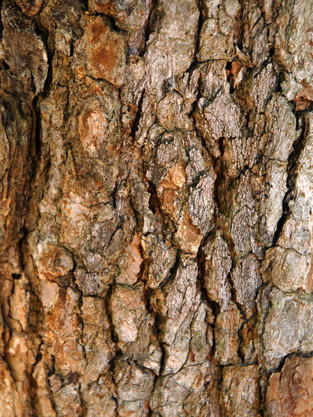Tree Textures: Textures of Brazilian Savanna.