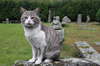 Cat and romanic ruins: A beautiful cat, guardian of anthropologist museum in Guimaraes, Portugal, EU. His name is Oscar