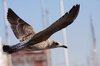 Flying seagull 2: Flying seagulls in Galicia, Spain, EU