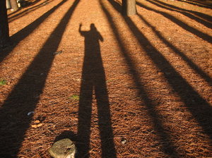 Baum Schatten und Fotografen: 
