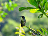 HummingBirds: more hummingbirds