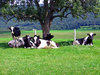 Vacas 2: 