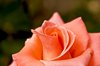 Pink Rose: 