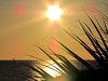 Star Reeds: Sun making interesting image through palmetto plants