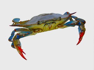 Blue Crab: Chesapeake Bay delicacy, the Blue Crab. These were taken in Virginia