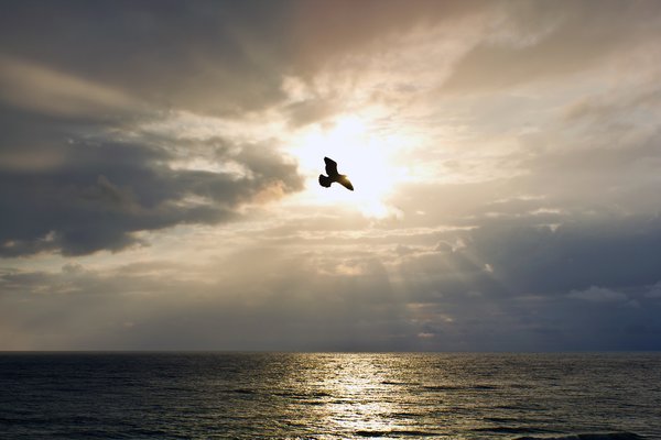 Enlightenment: Bird soaring in front of the sun. Taken Panama City Beach, Fl.