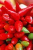 Red chilli pepper: red chilli pepper 