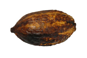 Cocoa pod: cocoa pod isolated on white background
