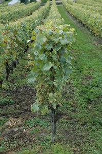 Vineyard 3: Swiss vineyard - chasselas grape wine