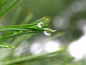 Rain drops: Rains drops falling from long needle pin branches