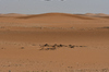 Desert Landscape: Desert Sand and small rocks are found in the large desert areas in Saudi Arabia and this red sands are found usually outside the main capital of Riyadh. No life seen, just sand and sky.