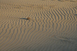 desert landscape: sand dune with stone