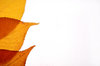 Three Leaf Border: Background made from autumn leaves