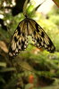Butterfly 3: http://www.scottliddell.n ..