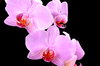 Rosa Orchideen: 