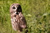 Great Grey Owl 1: Great Grey Owl in Edinburgh Zoo