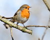 Singing Robin: Robin singing on a branch