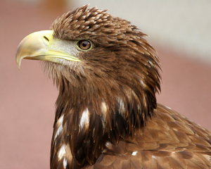 Sea Eagle: Close-up of Sea Eagle