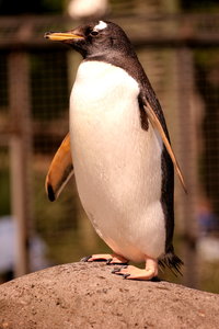 Penguin: Close-up of a penguin