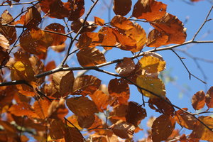 Autumn Blue: Autumn leaves against a blue sky