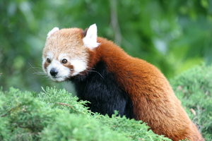 Red Panda: Red Panda in Rotterdam Zoo