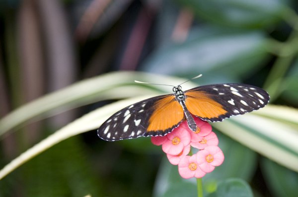 Butterfly: Monarch Butterfly