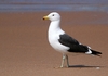 Seagull: A Seagull on the Zululand Coast of South Africa