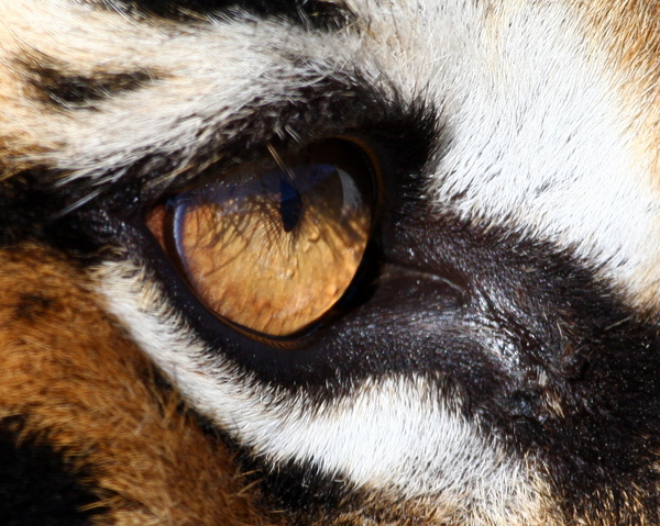 Bengal Tiger: Varios Dafial images of a Bengal Tiger (Not native to Africa)
