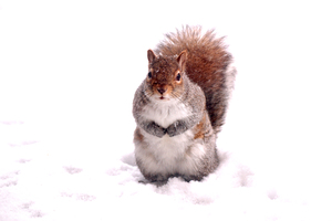 Snow Squirrel: Snow covered squirrel looking for a handout.   