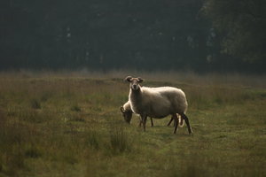 Sheep: sheep