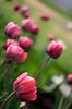 Tulipanes de color rosa: 