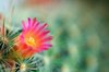 Cactus Flower Macro: Cactus flower macro with shallow depth of field.