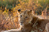 Kruger Park Lioness: Close-up of a lioness from Kruger National Park, South Africa.