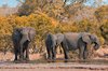 Krüger-Nationalpark Elefanten: 