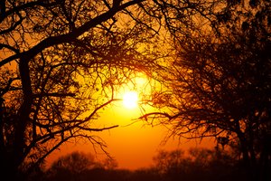Forest Sunrise: Sunrise scenery from Kruger National Park, South Africa.