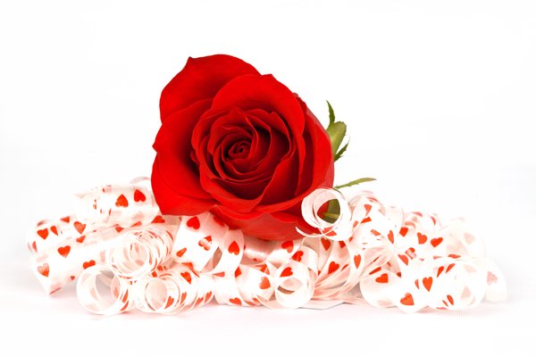 Red Rose and Ribbons: Close-up of a red rose with heart-decorated ribbons. Isolated on a white background.