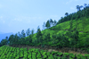 tea Plantation: Tea Plantation In Kerala, munnar