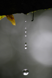 Drops: Nature Click