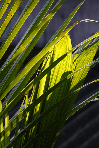 Coconut Leaf: Sun light Image