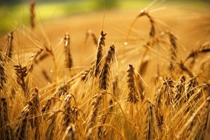 campo de trigo: 