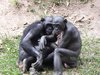 bonobo chimpanzees: photo taken in DR Congo