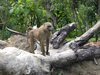 one monkey: photo taken in Ghana