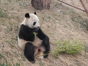 panda: Chengdu Panda Base